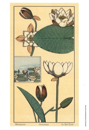 Water Lily I by M. P. Verneuil art print