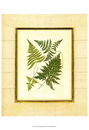 Fern with Crackle Mat  I by Samuel Curtis art print