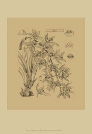 Orchid on Khaki(WG) VII by Samuel Curtis art print