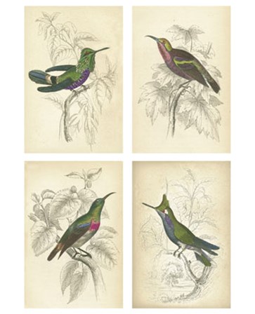 Jardini Hummingbirds art print