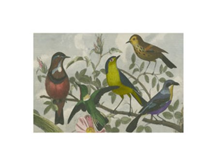 Exotic Bird VI art print