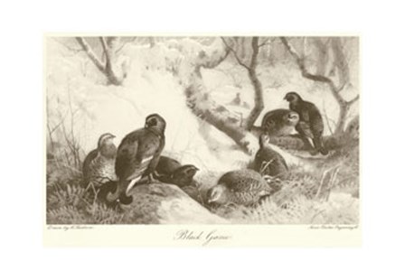 Black Game by Archibald Thorburn art print