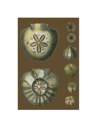 Shells on Cocoa II art print