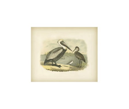 Brown Pelican by Jacob Studer art print