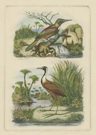 Exotic Birds III by Vision Studio art print