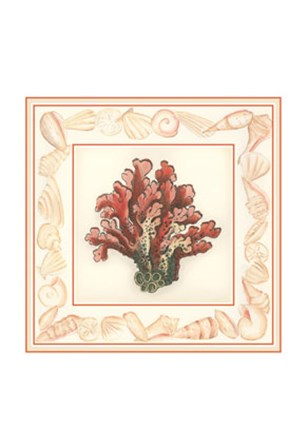 Coral with Shell Border IV by Vision Studio art print
