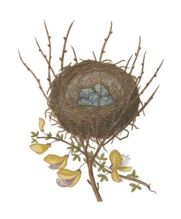 Antique Bird&#39;s Nest II by Deborah Bookman art print