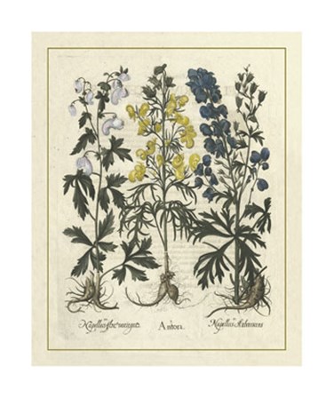 Floral I by Basilius Besler art print