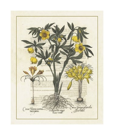 Floral II by Basilius Besler art print