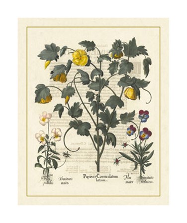 Floral VI by Basilius Besler art print