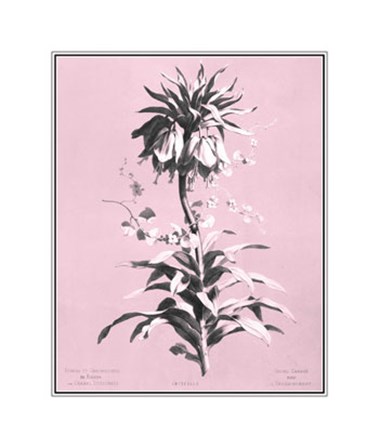 Imperiale on Pink by Dussurgey art print