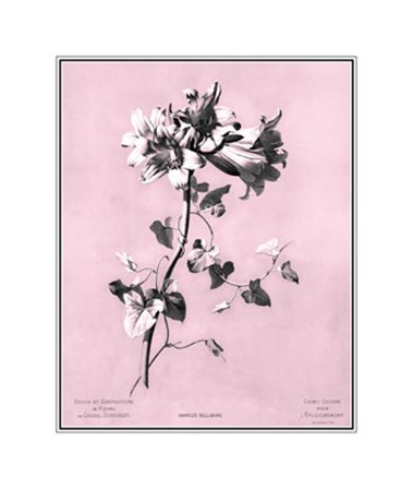 Amaryllis on Pink by Dussurgey art print
