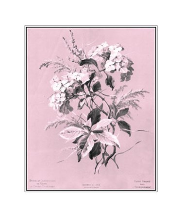 Hydrangea on Pink by Dussurgey art print