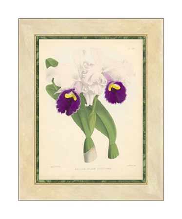 Orchid I by Walter H. Fitch art print