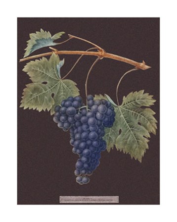 Purple Grapes by George Brookshaw art print