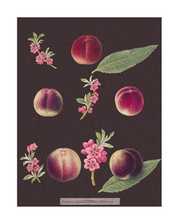 Peaches by George Brookshaw art print