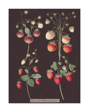 Strawberries by George Brookshaw art print