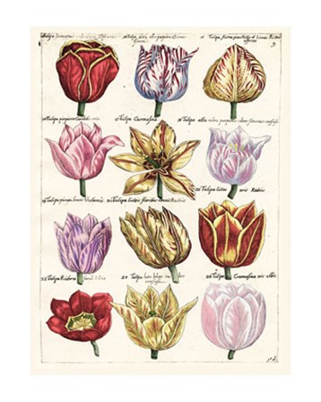 Tulips En Masse I art print
