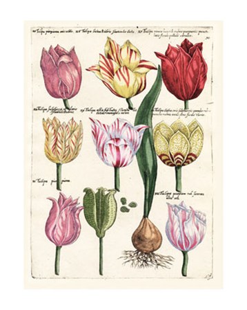Tulips En Masse II art print