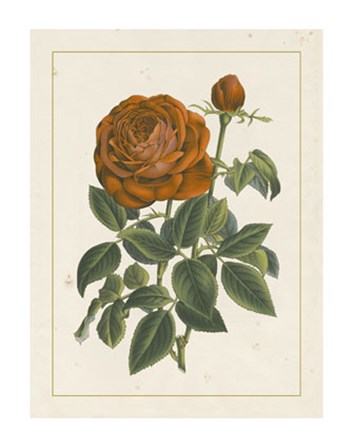 Chinese Red Rose II art print