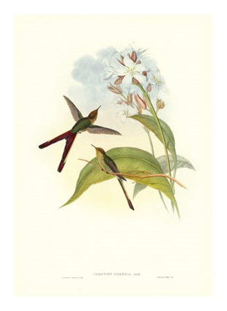 Hummingbird III by John Gould art print