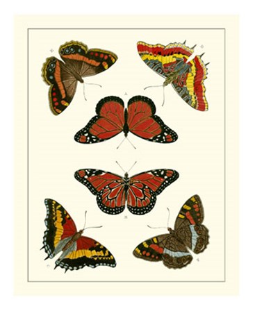 Butterflies I by Pieter Cramer art print