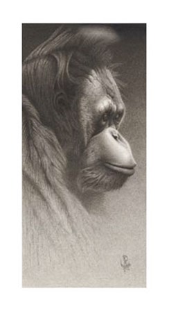Jojo, The Orangutan by Frank Caldwell art print