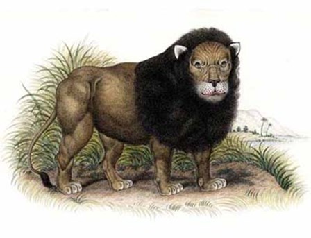 Lion from India I I by Illuminations art print