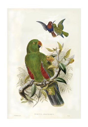 Parrots I by John Gould art print
