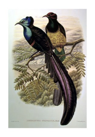 Bird of Paradise I by John Gould art print