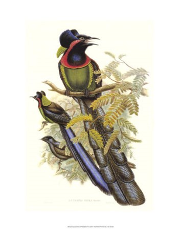 Bird of Paradise II by John Gould art print