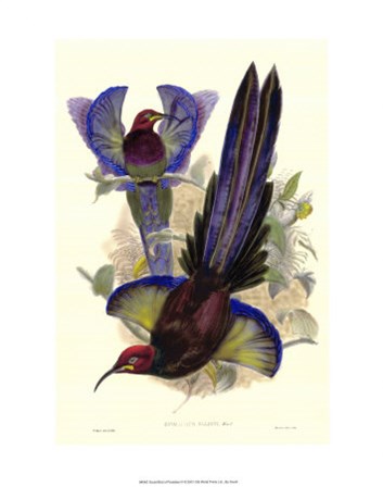 Bird of Paradise III by John Gould art print