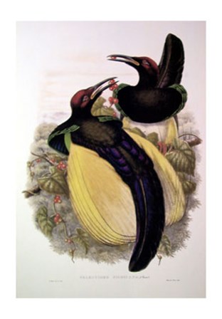 Bird of Paradise IV by John Gould art print