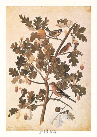Quercus Robur E Parus Coerculeis by Jacopo Ligozzi art print