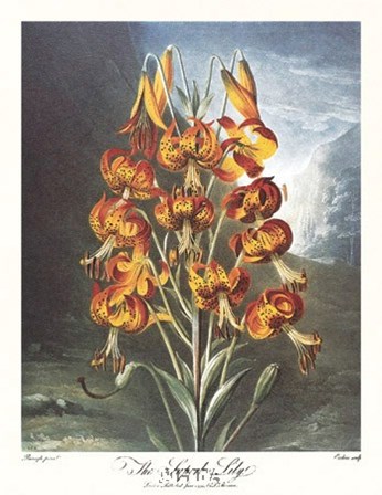 The Superb Lily by Robert John Thornton art print