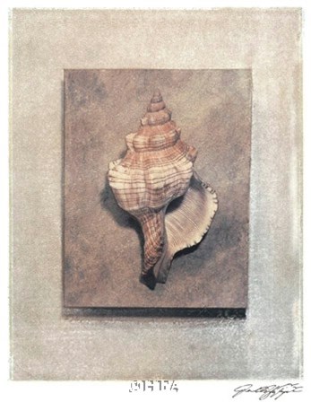 Seashell Study III by Julie Nightingale art print