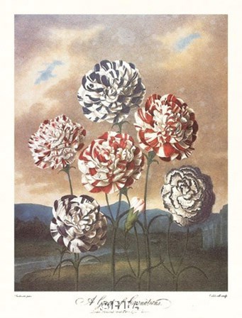 A Group of Carnations by Robert John Thornton art print