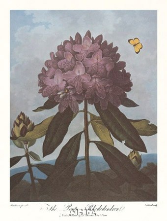 The Pontic Rhododendron by Robert John Thornton art print