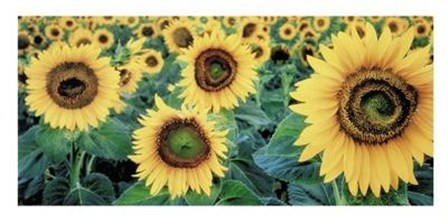 Sunflowers by Tim Gartside art print