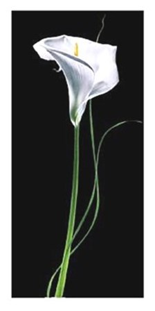 Calla Lily by Andrea Fontana art print