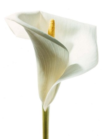 Lily in Bloom I by Photography Collection art print