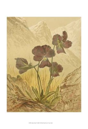 Alpine Florals I by Vision Studio art print