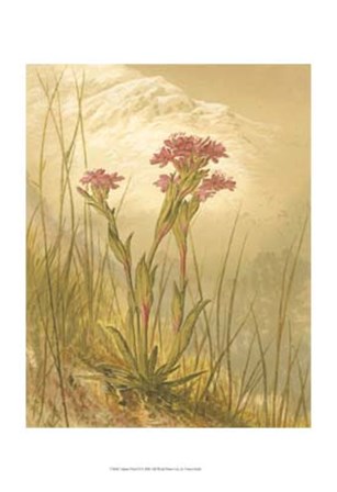 Alpine Florals II by Vision Studio art print