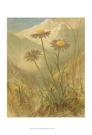 Alpine Florals III by Vision Studio art print