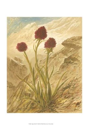Alpine Florals IV by Vision Studio art print