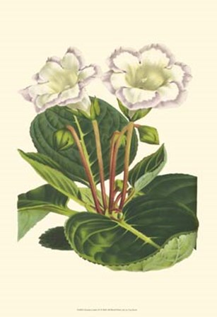 Gloxinia Garden IV by Francois Van Houtte art print