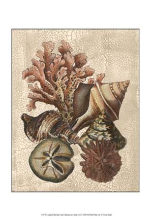 Crackled Shell and Coral Collection on Cream I by Vision Studio art print