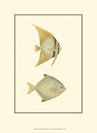 Antique Tropical Fish III by Vision Studio art print