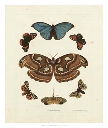 Butterflies II by George Wolfgang Knorr art print