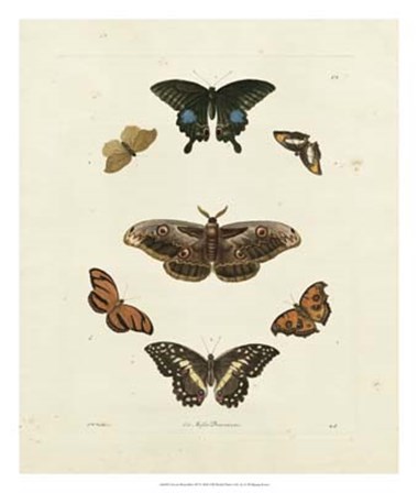 Butterflies III by George Wolfgang Knorr art print